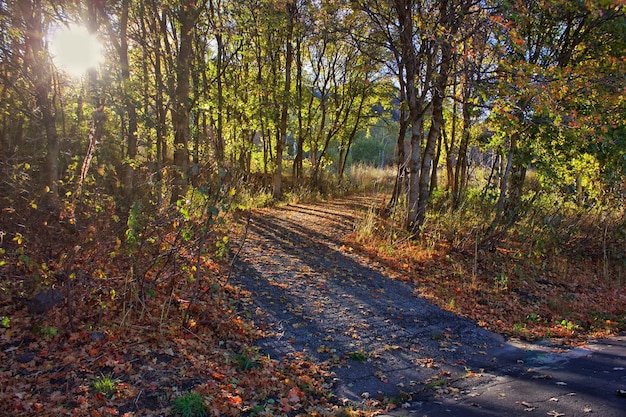 Weg entlang der Bäume im Wald