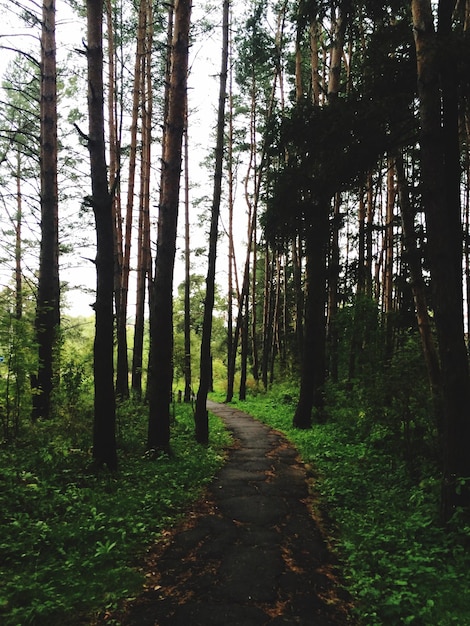 Weg entlang der Bäume im Wald