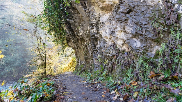 Weg entlang der Felswand im Eibenbuchswald, Sotschi, Russland