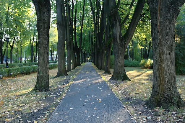 weg herbstpark / herbstlandschaft, gelber park in herbstbäumen und blättern, ein schöner sonniger tag im stadtpark. der Herbst