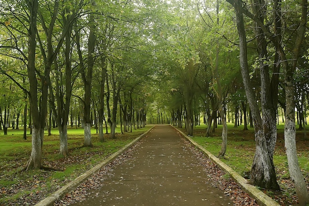 weg herbstpark / herbstlandschaft, gelber park in herbstbäumen und blättern, ein schöner sonniger tag im stadtpark. der Herbst