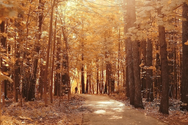 weg herbstpark / herbstlandschaft, gelber park in herbstbäumen und blättern, ein schöner sonniger tag im stadtpark. der Herbst