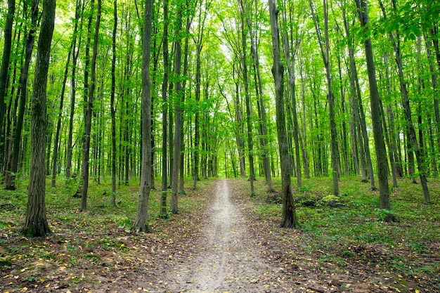 Weg im grünen Sommerwald