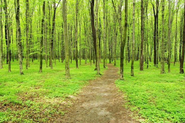 Weg im grünen Sommerwald