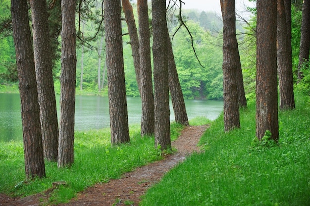 Weg im grünen Wald nahe dem See, Natur landschaftlich