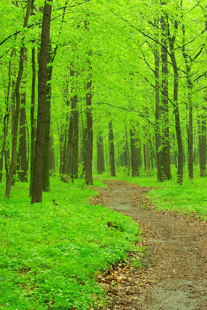 Weg im grünen Wald