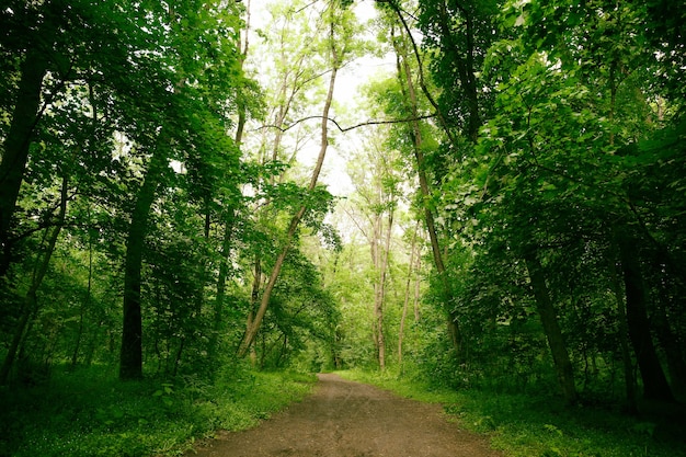 Weg im grünen Wald