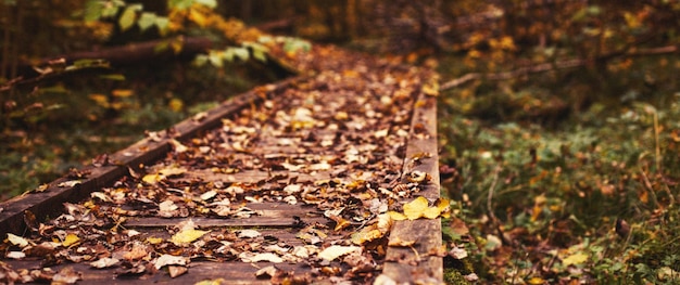 Weg im hellen Wald Fallende Blätter des Herbstes