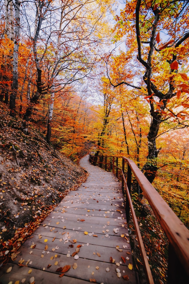 Foto weg im herbst goldenen wald, konzepturlaub, spaziergang, entspannung, freier tag, unplugged