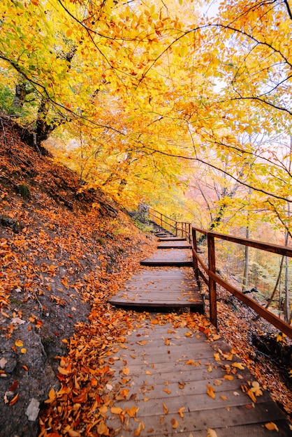 Weg im Herbst goldenen Wald, Konzepturlaub, Spaziergang, Entspannung, freier Tag, unplugged