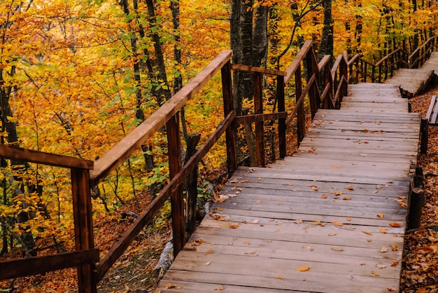Weg im Herbst goldenen Wald, Konzepturlaub, Spaziergang, Entspannung, freier Tag, unplugged