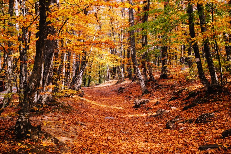 Foto weg im herbst goldenen wald, konzepturlaub, spaziergang, entspannung, freier tag, unplugged