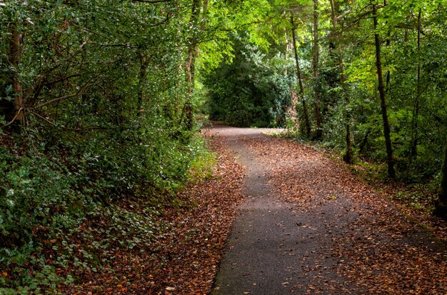 Weg im Naturpark. Laubwald, Herbsttag