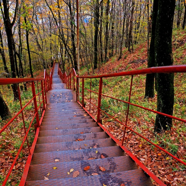 Weg im Naturpark mit Herbstbäumen