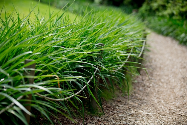 Weg im Park durch die Büsche und Wiesen