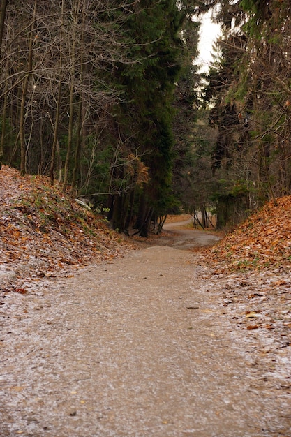 Weg im Park mit gefallenen Blättern