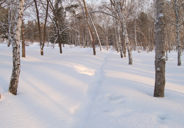 Weg im Schnee ein sonniger Tageswinter Park