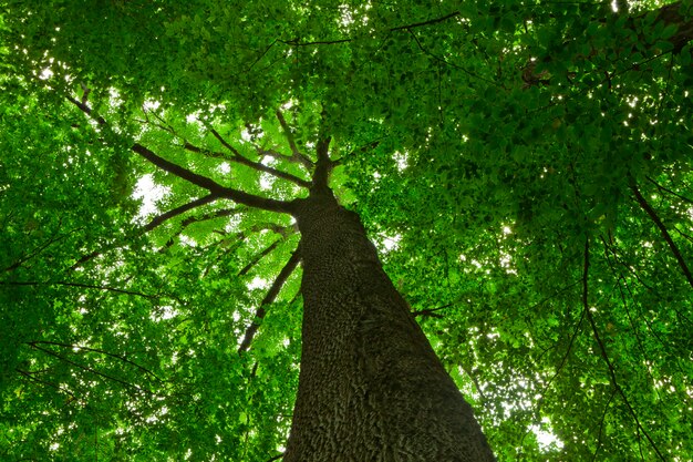 Weg im Wald mit Sonnenlicht