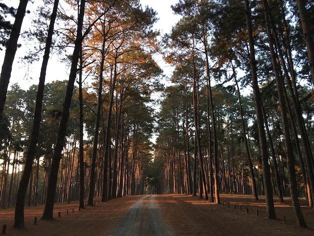 Weg in den Kiefernwald.