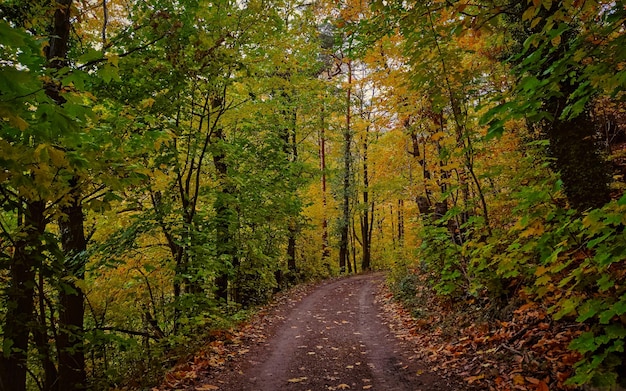 Weg in den Wald im Herbst