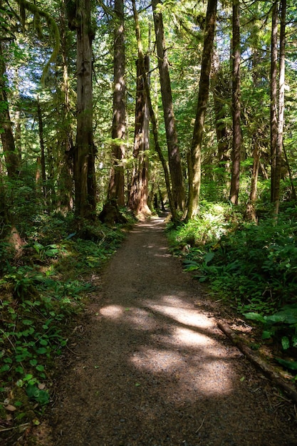 Weg in den Wald