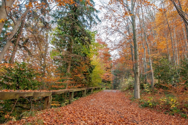 Weg in den Wald