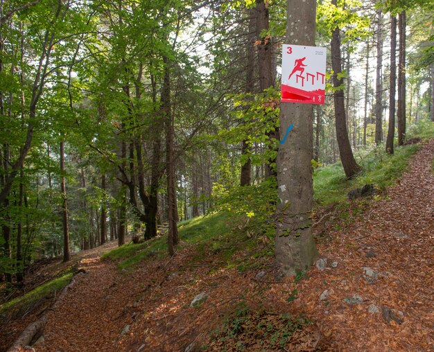 Weg in den Wald