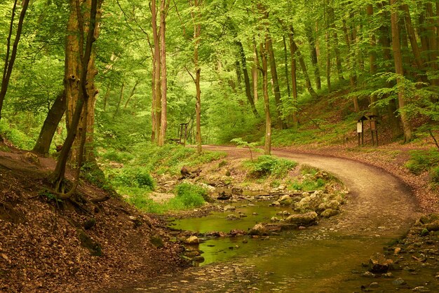 Weg in den Wald