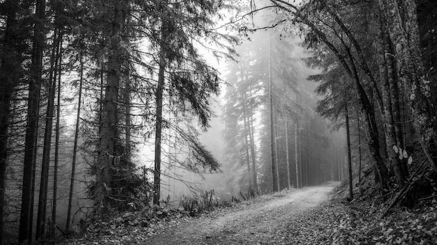 Weg in einem nebligen Wald bw