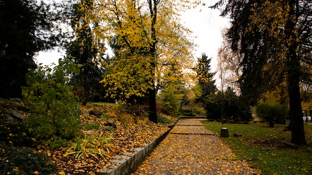 Weg in einem Park im Herbst mit gelben Blättern, die von Bäumen fallen und den Boden bedecken