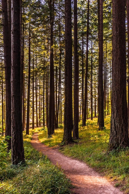 Weg inmitten der Bäume im Wald