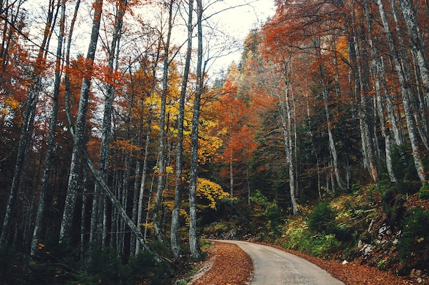 Weg oder Straße im bunten Herbstwald Landschaft der Naturlandschaft Nationalpark Triglav