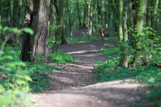 Weg tief in den Wald