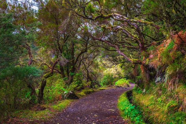 Weg zum Risco-Wasserfall auf den Madeira-Inseln Portugal