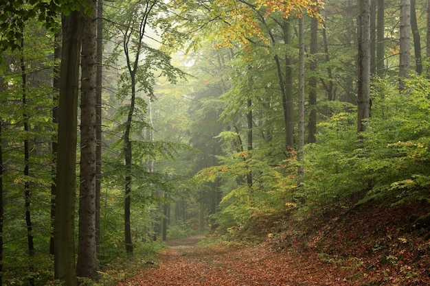 Weg zwischen Buchen durch einen Herbstwald bei nebligem Regenwetter