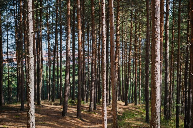 Wege im Kiefernwald Erholungs- und Entspannungsspaziergänge im Wald oder Waldbäder