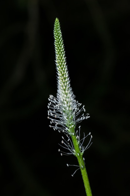 Wegerichblumendetail auf Schwarz