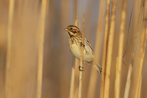 Weibchen der Schilfammer (Emberiza schoeniclus) werden in ihrem natürlichen Lebensraum im sanften Morgenlicht aus nächster Nähe fotografiert. Detailliertes Foto zur Identifizierung des Vogels.