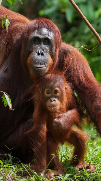 Weibchen des Orang-Utans mit einem Baby auf dem Boden. Indonesien. Die Insel Kalimantan (Borneo).