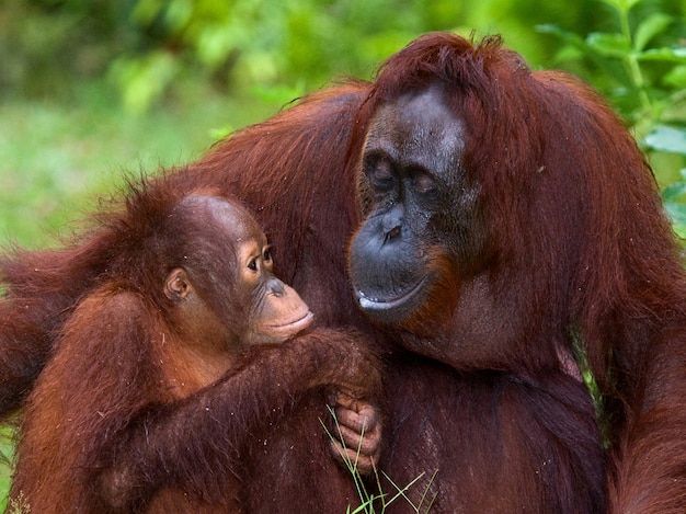 Weibchen des Orang-Utans mit einem Baby auf dem Boden. Indonesien. Die Insel Kalimantan (Borneo).