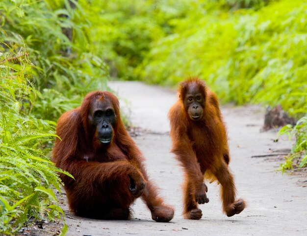 Weibchen des Orang-Utans mit einem Baby auf einem Fußweg. Lustige Pose. Seltenes Bild. Indonesien. Die Insel Kalimantan (Borneo).