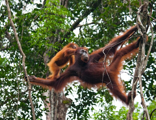 Weibchen des Orang-Utans mit einem Baby in einem Baum. Indonesien. Die Insel Kalimantan (Borneo).