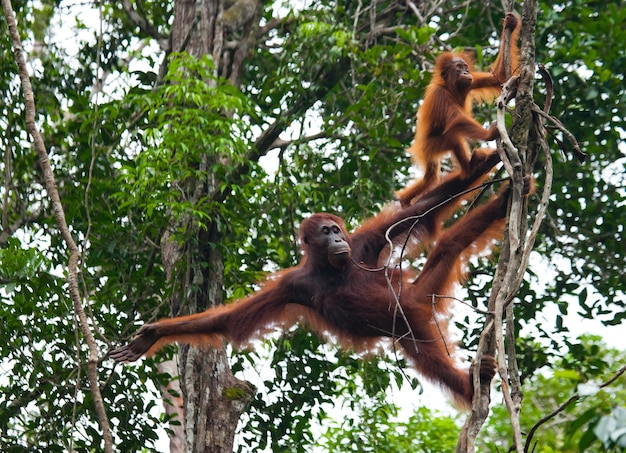 Weibchen des Orang-Utans mit einem Baby in einem Baum. Indonesien. Die Insel Kalimantan (Borneo).