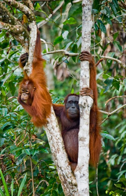 Weibchen des Orang-Utans mit einem Baby in einem Baum. Indonesien. Die Insel Kalimantan (Borneo).