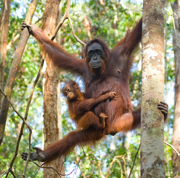 Weibchen des Orang-Utans mit einem Baby in einem Baum. Indonesien. Die Insel Kalimantan (Borneo).