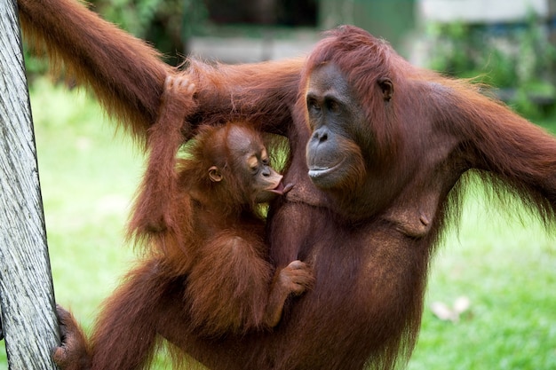 Weibchen des Orang-Utans mit einem Baby in einem Baum. Indonesien. Die Insel Kalimantan (Borneo).