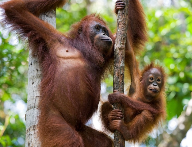 Weibchen des Orang-Utans mit einem Baby in einem Baum. Indonesien. Die Insel Kalimantan (Borneo).