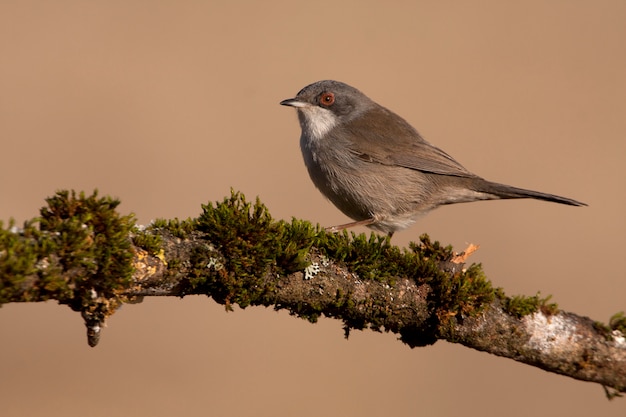 Weibchen des sardischen Trällers, Wabers, Vögel, Sylvia melanocephala