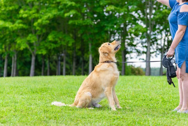Weibchen, die einem Labrador-Hund auf grünem Gras beibringen, spielen an einem sonnigen Sommertag mit einem Hund