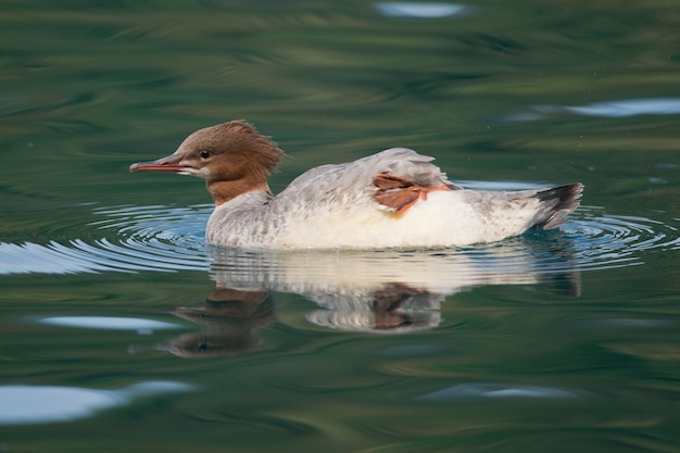 Weibchen Goosander